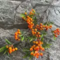 Artificial Berry Branch Orange Fake Holly Fruit Home Decor Floral Arrangement 1 Pcs - Orange Red