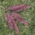 Artificial burgundy fern branch faux plant leaves for home wall decor and wedding floral design - Red