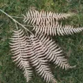 Artificial boston fern leaves fake plant leaves for home wedding wall decor pink color. - Orange