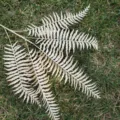 Artificial white fern leaf branch for home decor wedding floral arrangement and wall decor. - Champagne