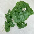 Artificial monstera leaf green plant simulation vine for home decor photography backdrop. - Monstera Leaf No. 1 Green