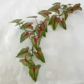 1.2m Artificial Caladium Leaf Vine Greenery Fake Plant for Wall Hanging Home Decor - Red Heart-A