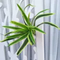 Detalle de planta verde artificial con hojas variegadas para decoración de pared interior. - Borde Amarillo