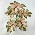 Artificial potted plant with pink variegated leaves, 7-head home decor for living room - Pink