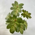 Close-up detail of artificial variegated leaf plant, natural texture for home interior. - White Polka Dot