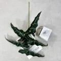 Vue détaillée de la branche de feuille de plante verte Alocasia artificielle pour déco - 95cm / Vert Foncé