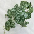 Plante artificielle suspendue décoration vigne verte fausse feuille murale DIY - Feuilles de coquille rondes à nervures blanches