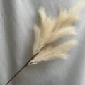 Artificial pampas grass detail shot, fluffy reed branch for home wedding decor, long stem. - Champagne