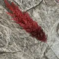 Close-up detail of artificial dark red plastic reed flower, perfect for home decor. - Red