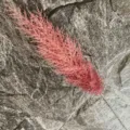 Artificial pink reed flower detail shot, perfect for home living room decor and floral art. - Dusty Pink