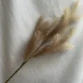 Artificial pampas grass long stem faux reed for wedding home decor floral arrangement - Light Brown