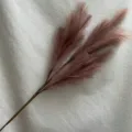 Primo piano dettagliato di steli di erba della Pampa artificiali per decorazioni. - colore fagiolo rosso