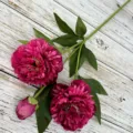 Close-up detail of artificial peony flower stem with three heads and green leaves for home decor. - Rose Red