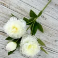 Detail shot showing the realistic multi-petal white peony flower head and green leaves structure. - Cream