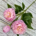Detailed close-up of artificial pink peony flower head and green leaves on rustic background. - Light Purple