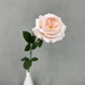 Künstliche Austin-Rose Einzelblume mit grünen Blättern für Heimdekoration und Hochzeit. - Hellrosa