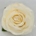 Künstliche cremeweiße Rosenblüte für DIY Hochzeitsgirlande Hotel Heimdekoration Handwerk - Champagner