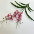 Artificial spider orchid silk flower, realistic pink variegated design, home decor SKU. - Rose Red