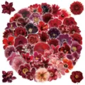 62pcs red flower stickers waterproof aesthetic floral decals for journal laptop decor - 62 Pcs Red Flowers
