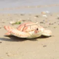 Simpatico peluche tartaruga marina colorata simulata, adorabile bambola animale per bambini. - Tartaruga Simulata Arancione / 20cm