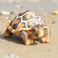 Cute simulation turtle plush toy with hanging strap, soft stuffed animal for kids decor. - Simulated Tortoise Brown / 20cm