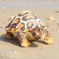 Cute simulation colorful turtle plush toy keychain small ocean animal stuffed doll for kids. - Simulated Tortoise Brown / 30cm