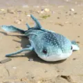 Cute whale shark plush toy soft stuffed ocean animal doll for kids gift decoration 30cm - Simulated Whale Shark Green / 40CM