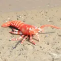 Realistic lobster plush toy, soft stuffed marine animal pillow for kids and beach photo props. - Simulated Lobster Red / 78cm