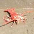 Realistic plush lobster toy soft stuffed marine animal doll children creative gift beach decor - Simulated Lobster Red / 55cm