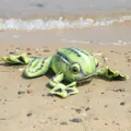 Realistic plush frog toy, soft green stuffed animal for kids gift and home decor collection. - Simulated Frog Green / 48cm