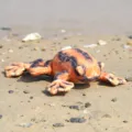 Simulation animal plush toy, colorful tortoise frog doll, cute soft stuffed gift. - Simulated Frog Orange / 28cm