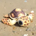 Colorful simulation small turtle plush toy with hanging strap, cute marine life doll. - Big Eye Turtle Brown / 20cm