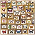 Details van vintage vlinder PET transparante stickers set, waterdichte DIY decors. - 52 Stuks Vintage Vlinders