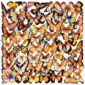 Details van kleurrijke vlinderstickers met diverse insectenmotieven voor DIY notitieboeken. - 50 stuks oranje vlinders