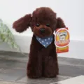 Peluche barboncino marrone carino animale di peluche cucciolo con sciarpa regalo di compleanno - 25cm / Barboncino - marrone