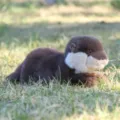 Cute realistic otter plush toy, brown lying stuffed animal doll pillow for kids and home decor. - Lying Otter - Grey / 25cm