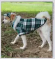 Vue détaillée ensemble chemise à carreaux et casquette pour chien, tenue mignonne animaux. - N° 1 (taille S) chapeau avec chemise taille S / Ensemble à carreaux verts