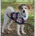 Vue détaillée du mignon chiot portant une chemise à carreaux bleue et un chapeau assorti. - N° 1 (taille S) chapeau avec chemise taille S / Ensemble à carreaux abricot