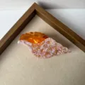 Beautiful seashell hair claw clip with pink and amber design, stylish hair accessory for women. - Conch