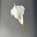 Close-up detail of artificial white calla lily flower, perfect for home decor and floral arrangement. - L / White