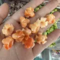 Makro-Nahaufnahme von 14*17 mm orangefarbenen Trompetenblumenperlen für DIY-Schmuck - Zweifarbig Orange