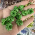 Macro view of 14x17mm green shell powder flower beads for DIY jewelry making accessories - Solid Green