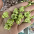 Close-up of green 14*17mm shell powder flower beads with center holes for DIY - Two-tone Green