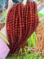 Perle rotonde in agata di pietra naturale rossa per accessori gioielli fai da te - 12mm (Circa 32 Pezzi/Filo) / Agata Rossa AB