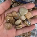 Cœur en pierre naturelle polie de 20mm pour la décoration et la lithothérapie - Pierre en Vrac 20mm*6mm / Jaspe Paysage