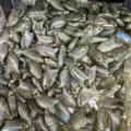 Makro-Detailansicht natürlicher Labradorit-Steinanhänger in Form kleiner Fische - 10 Stück/Packung (22x12x6mm) / Labradorit