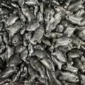 Detailansicht von fischförmigen Natursteinanhängern für die Herstellung von DIY-Schmuckzubehör - 10 Stück/Packung (22x12x6mm) / Larvikit