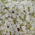Close-up of shell powder flower beads with green center for DIY jewelry making - White