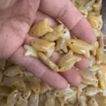 Handgefertigte gelbe Naturstein Fisch Anhänger für DIY Schmuck und Zubehörherstellung - 10 Stück/Packung (22x12x6mm) / Natürliche Gelbe Jade