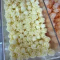 Small cream rose resin beads with horizontal holes for DIY jewelry making - 50 Pieces/Pack (10mm) / Milk White and Light Orange (2015-19)
